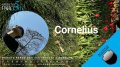 Cornelius "Dream in Dream" Release Program