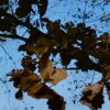 Hiroshi Sato "kashiwaba" (Cassette/Download)